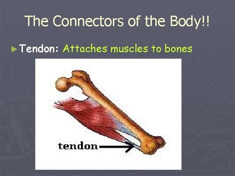 Bone-muscle connector. Things To Know About Bone-muscle connector. 